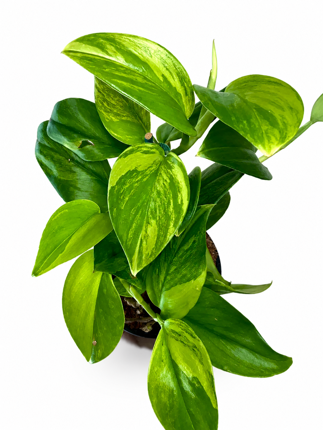 4" Scindapsus Treubii 'Moonlight' Green on Green