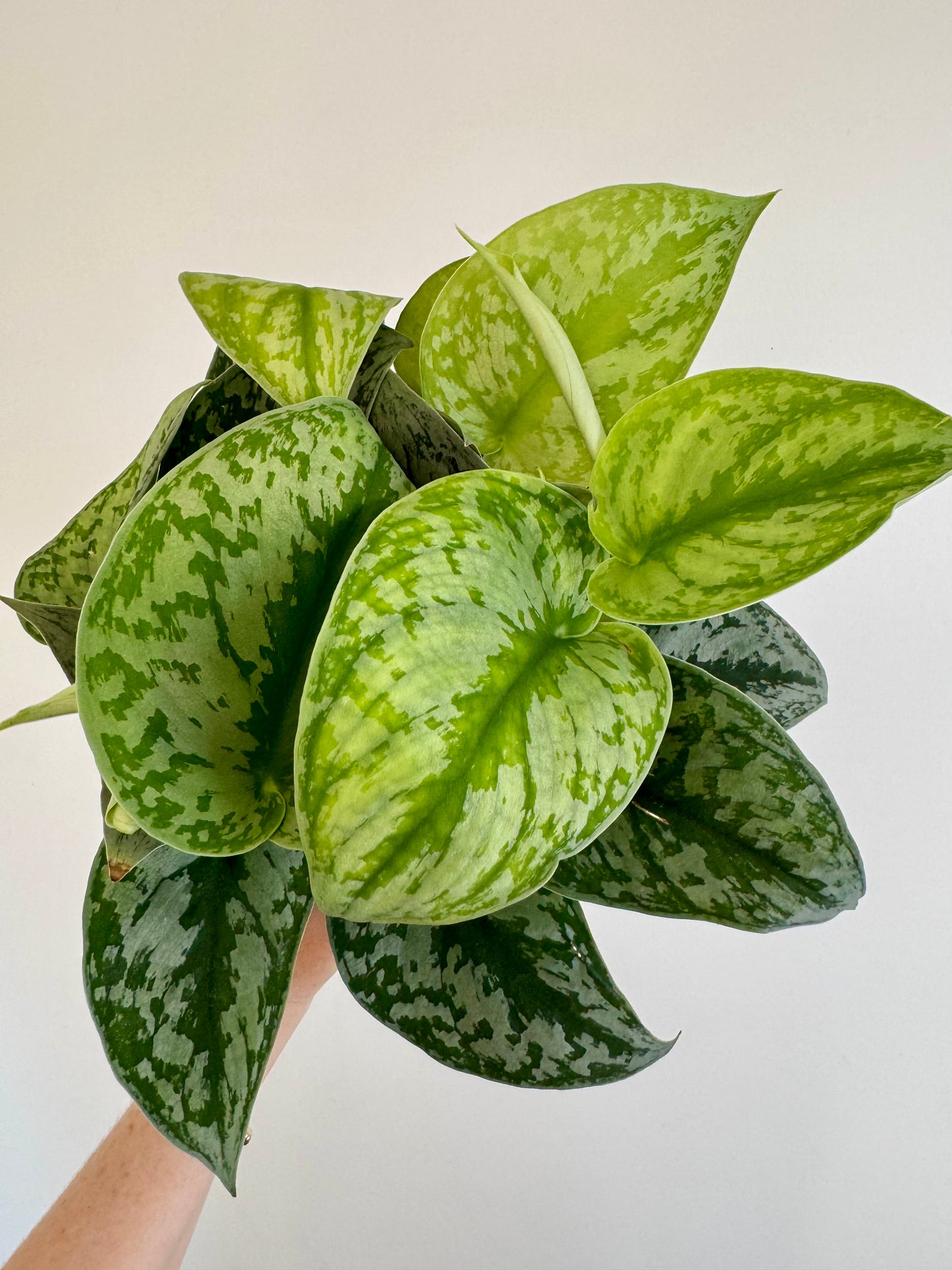 6” Scindapsus Pictus Exotica 'Satin Pothos'