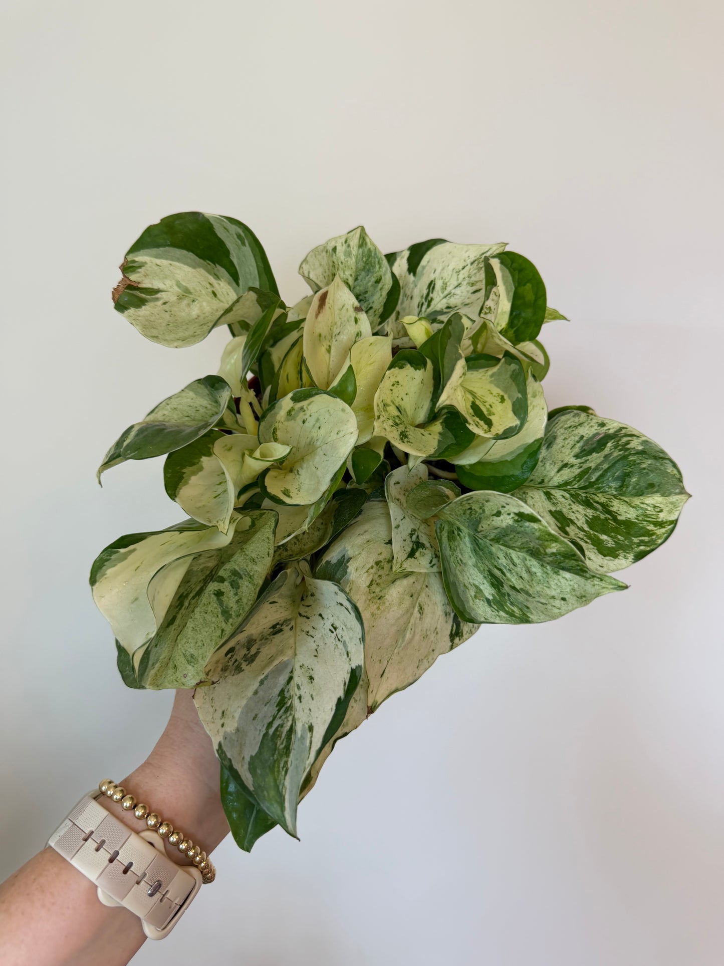 6” Manjula Pothos