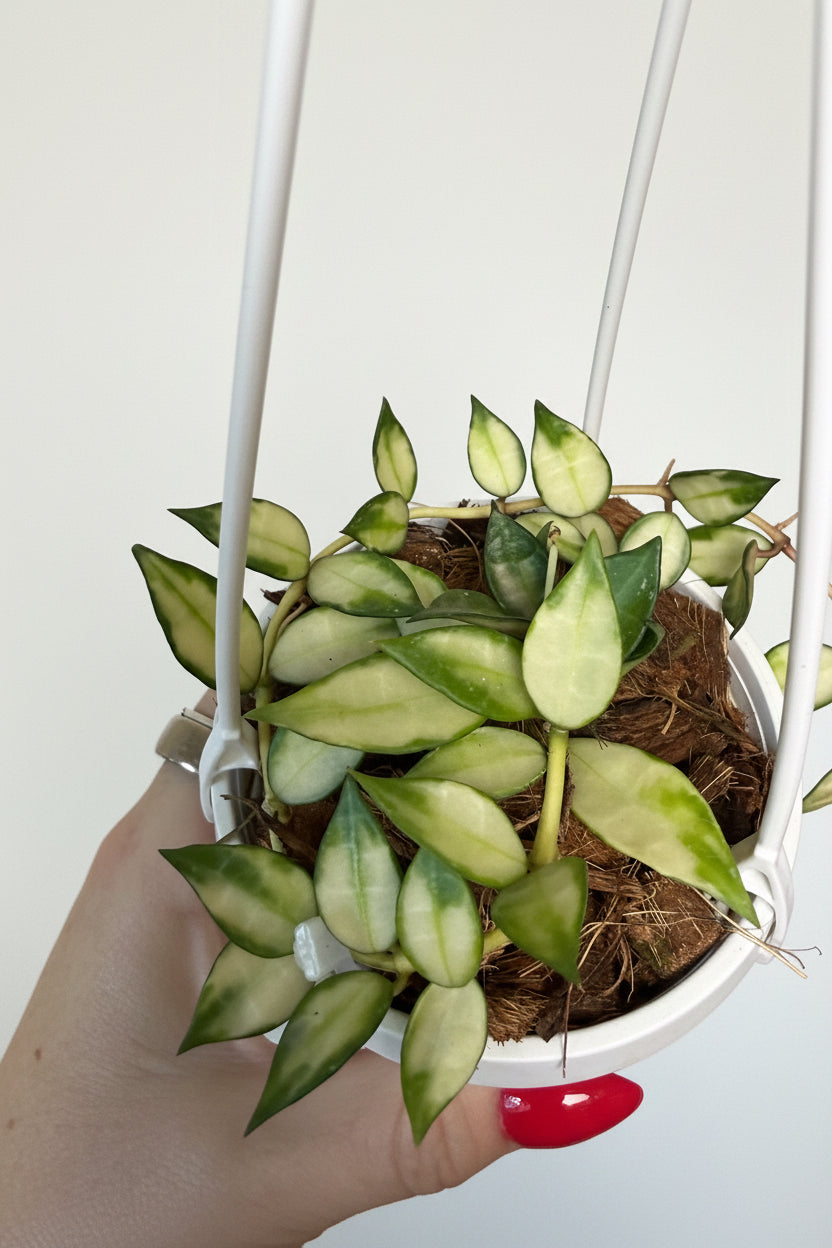 3” Hoya Lacunosa Variegated