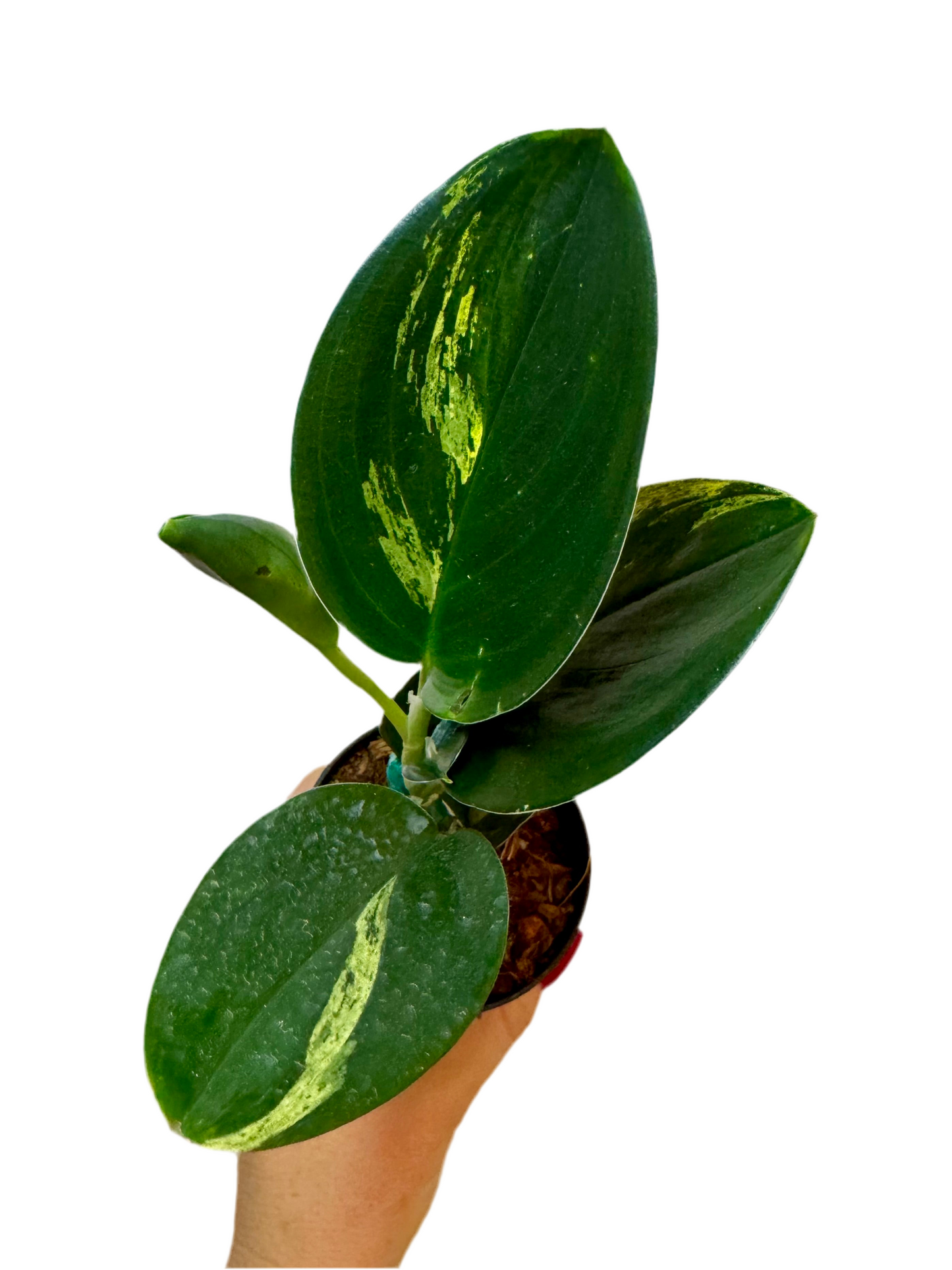 3" Scindapsus Treubii 'Dark Form' Variegated