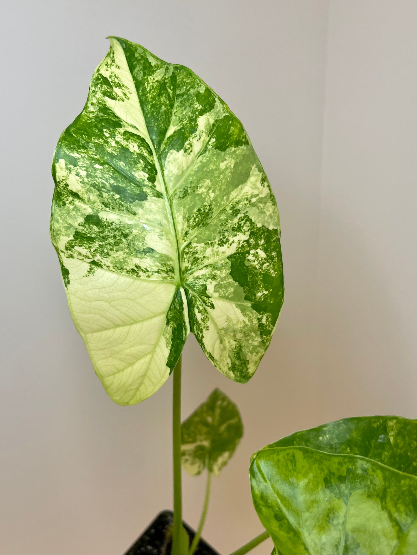 4” Alocasia Gageana Aurea Variegated