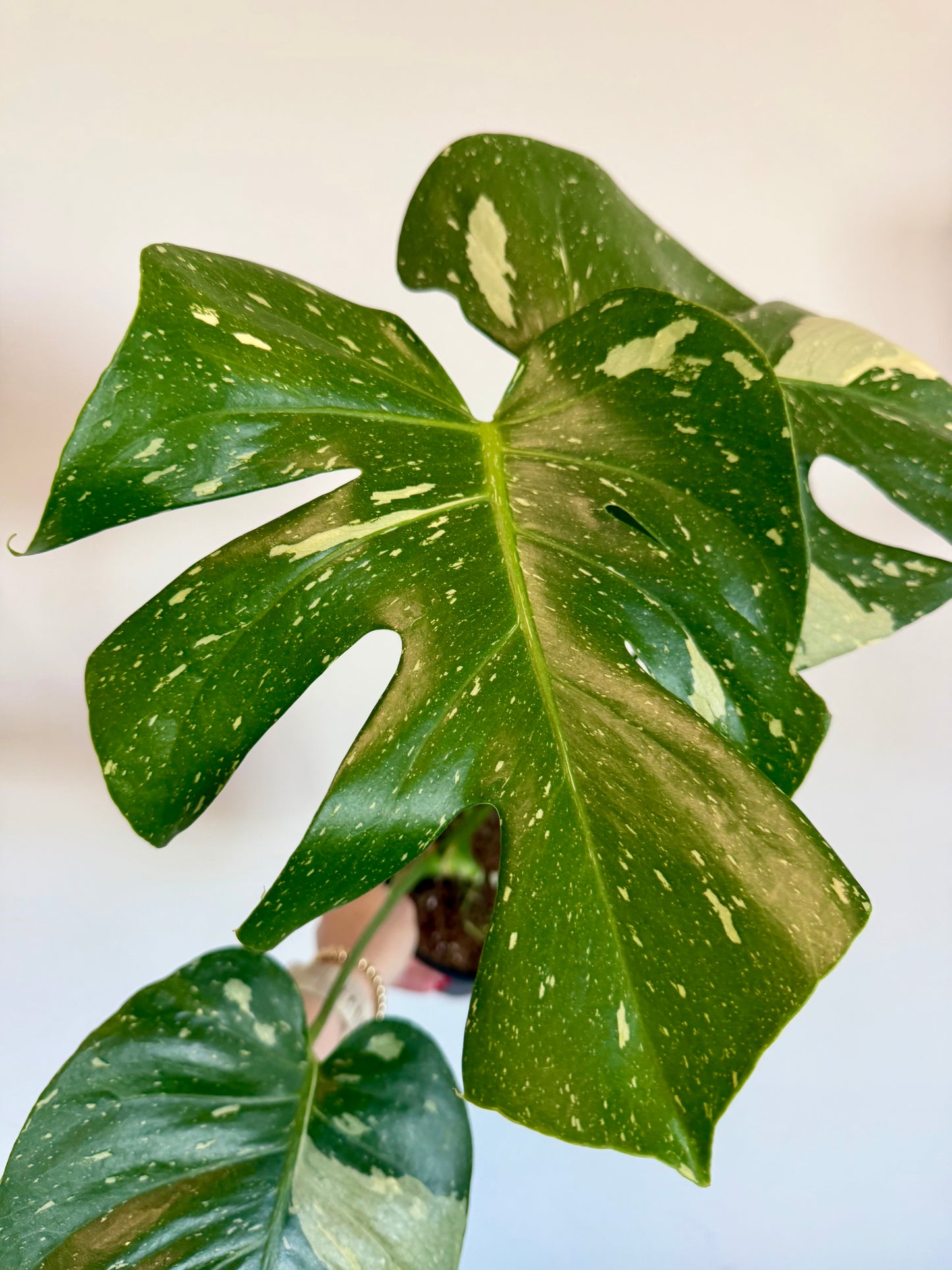 5” Monstera Thai Constellation