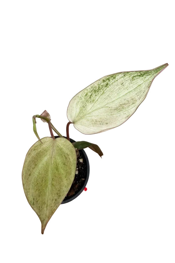 2.5" Philodendron Micans Mint Pink Variegated