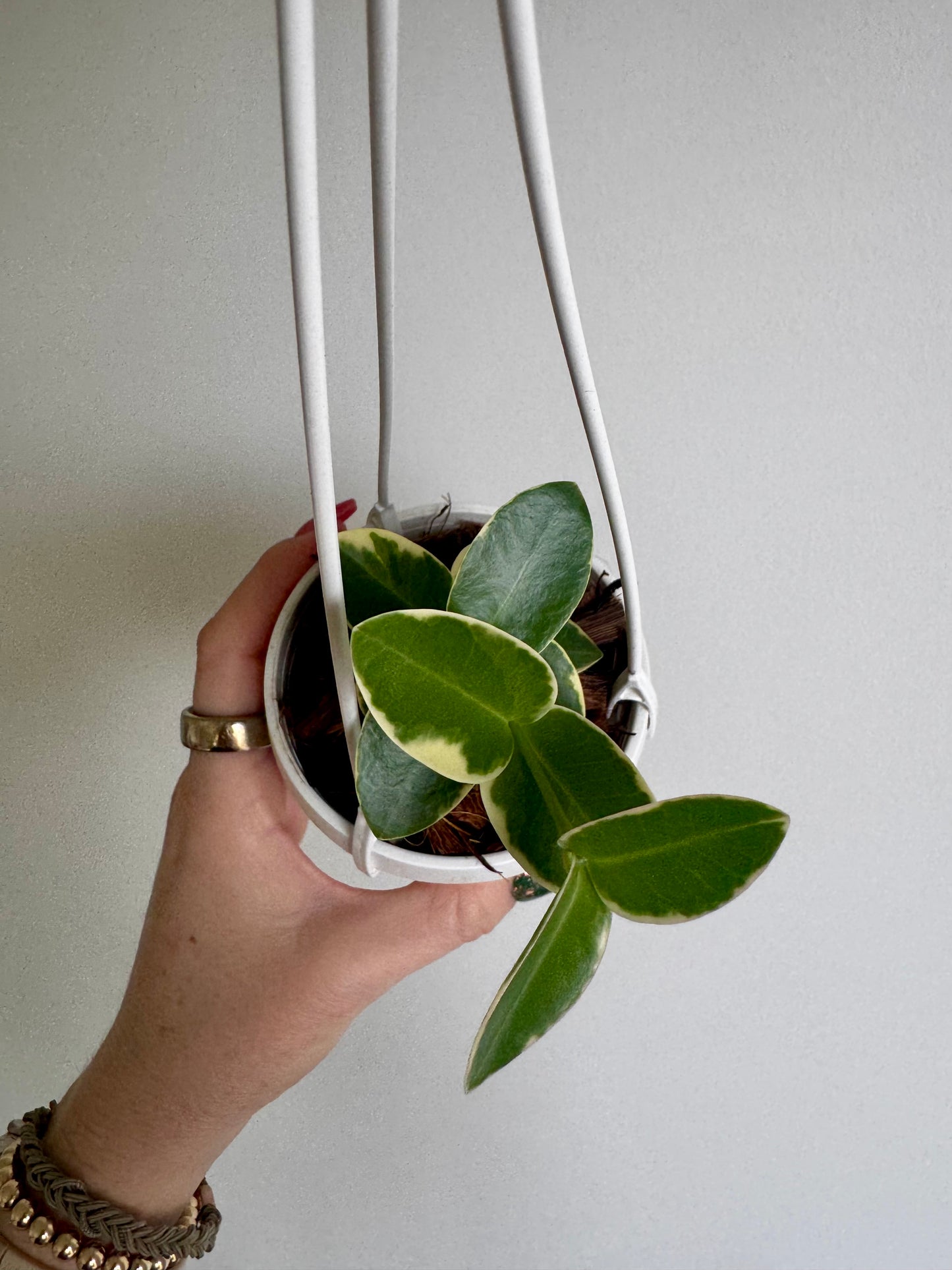 3” Hoya Cumingiana Albo Variegated