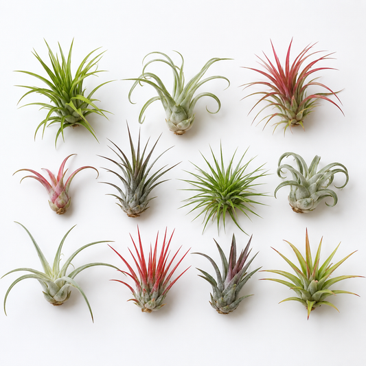 Air Plant (various types & colors, small)