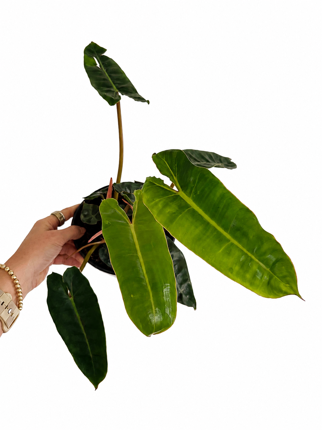 6" Philodendron Billietiae