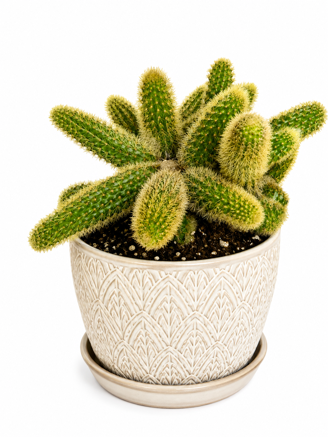 6” Golden Rat Tail Cactus