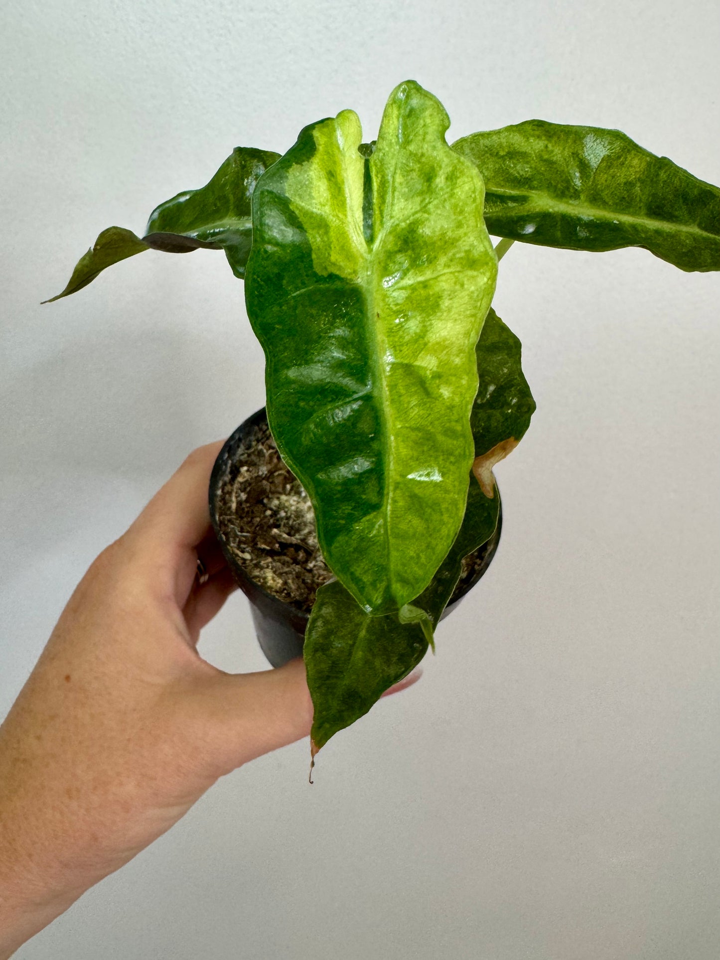 4" Alocasia Amazonica 'Polly' Variegated