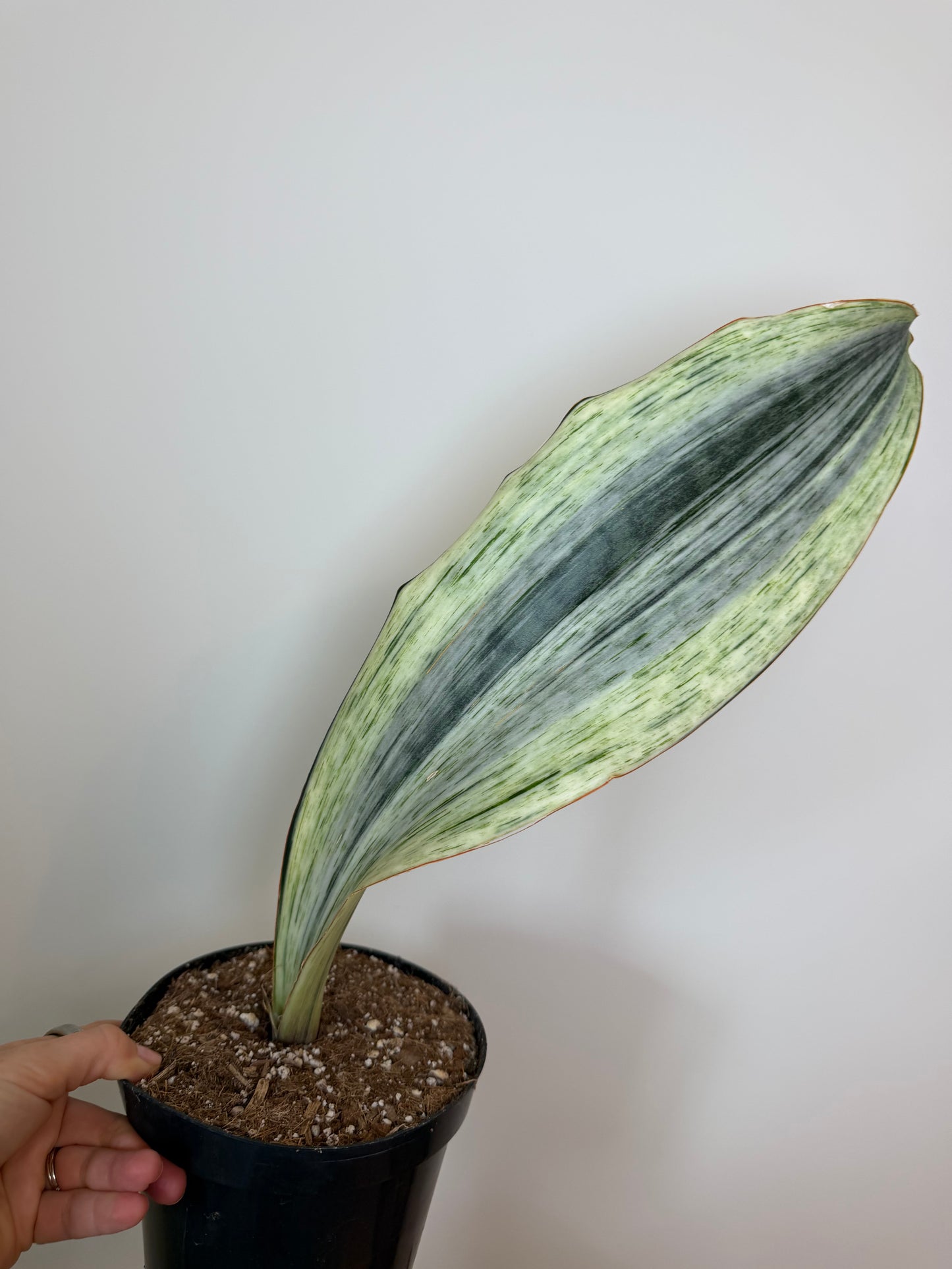 6” Sansevieria 'Whale Fin' Variegated (White) - High Color