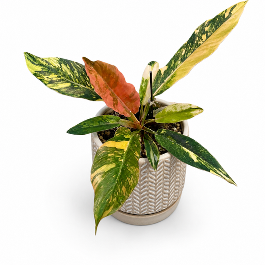 3" Philodendron Caramel Fire Tiger