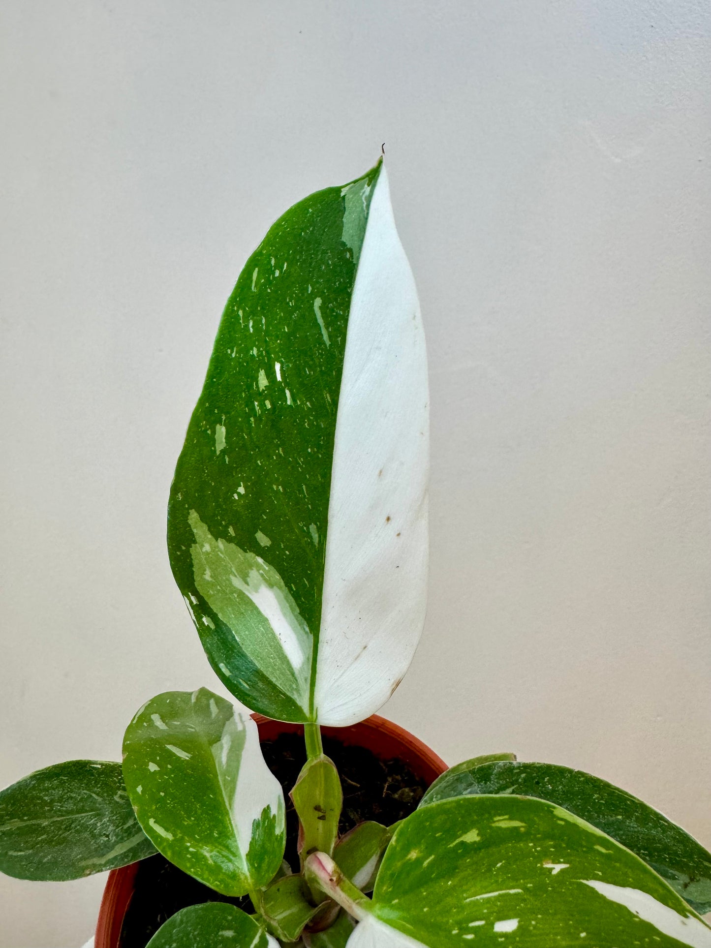 4” Philodendron White Princess