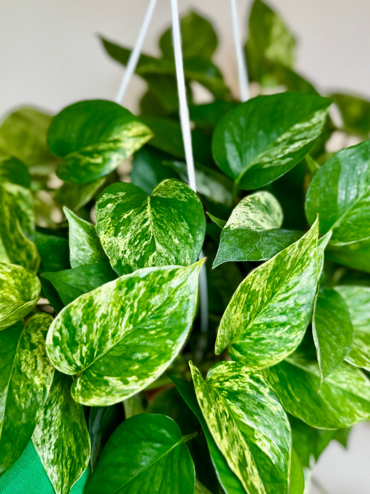 8" Pothos Snow Queen