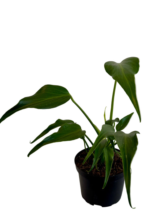 6" Monstera Burle Marx Flame