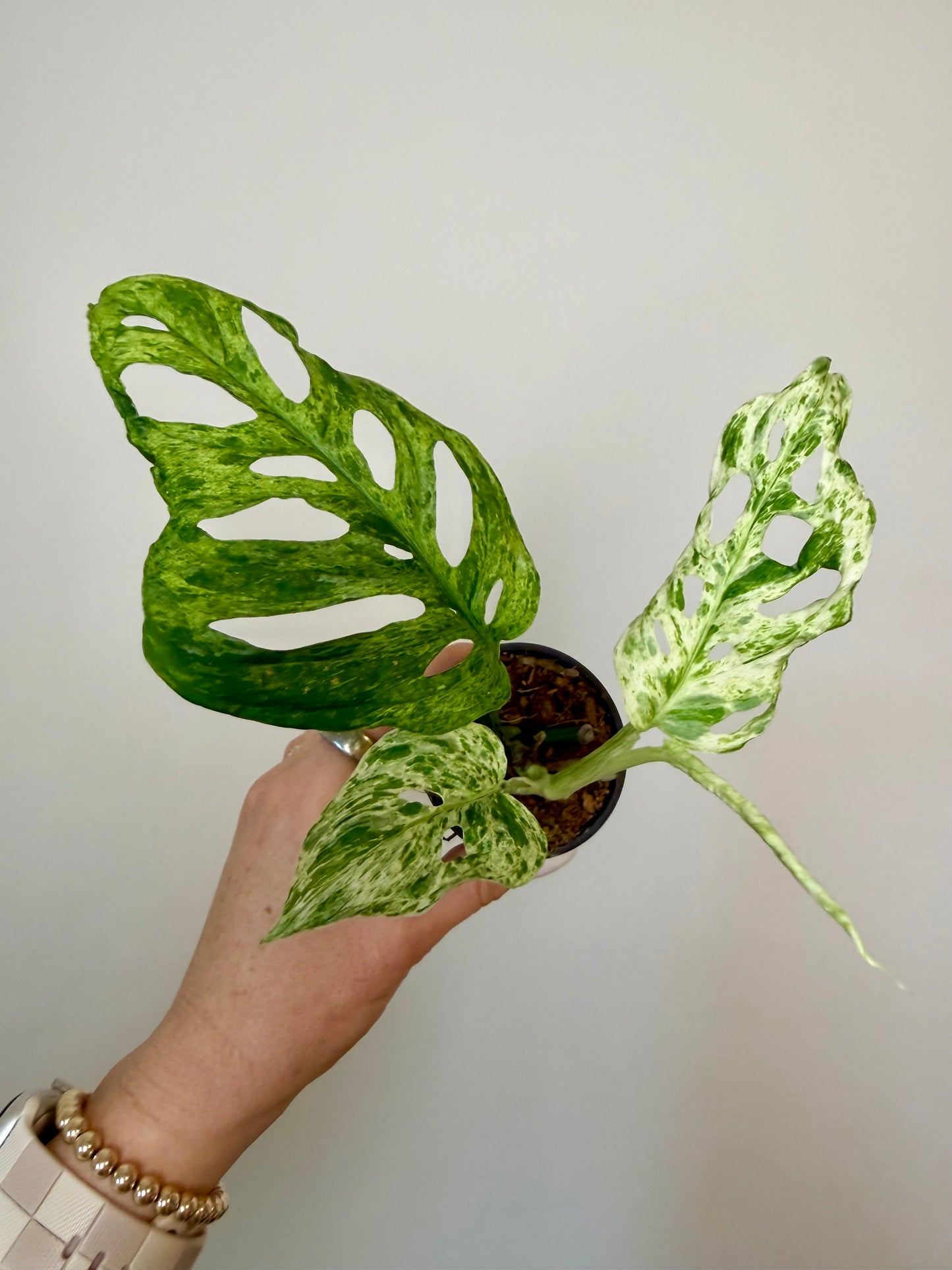 2” Monstera Adansonii Laniata Mottled
