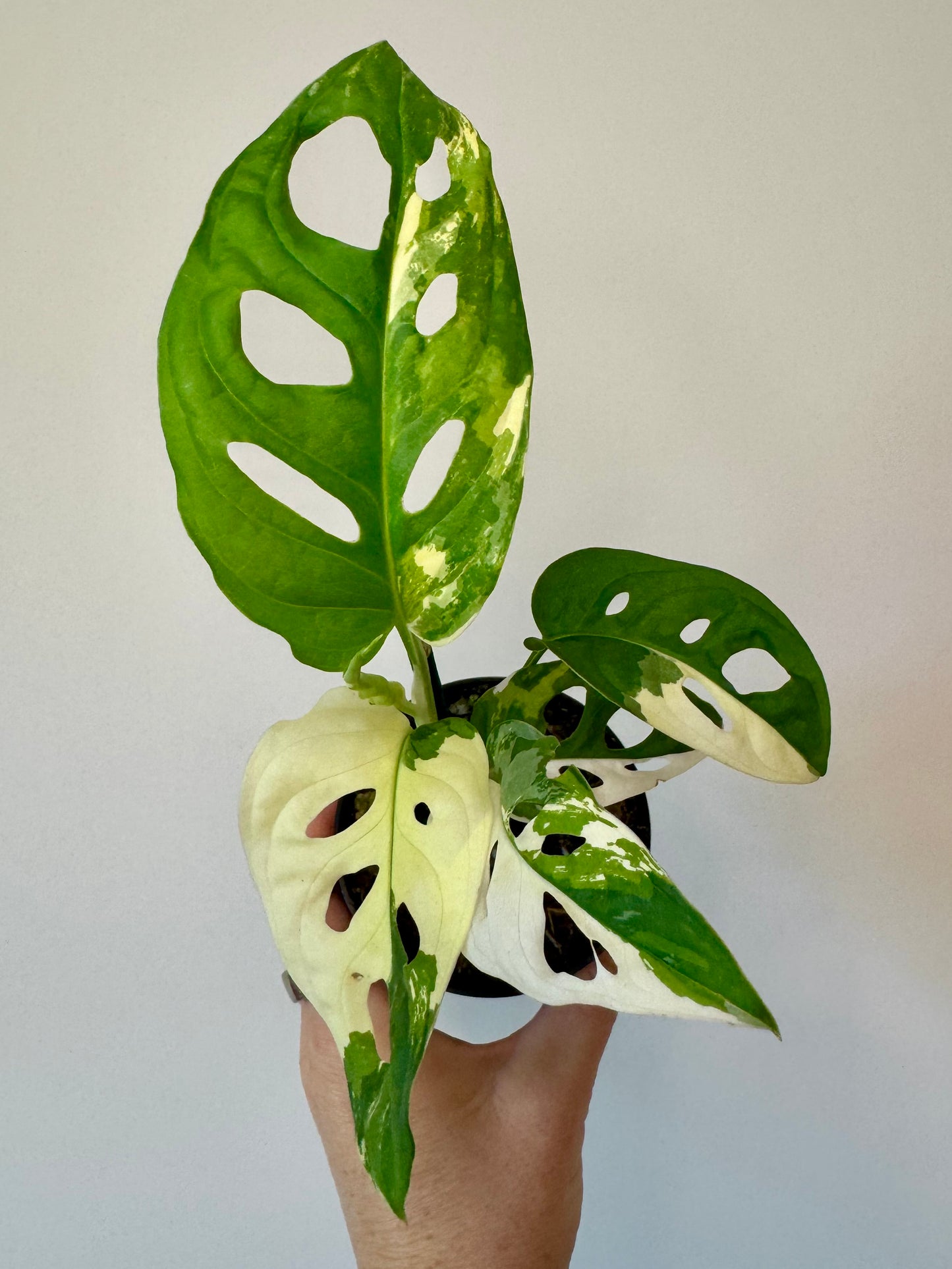 3” Monstera Adansonii Albo Variegated