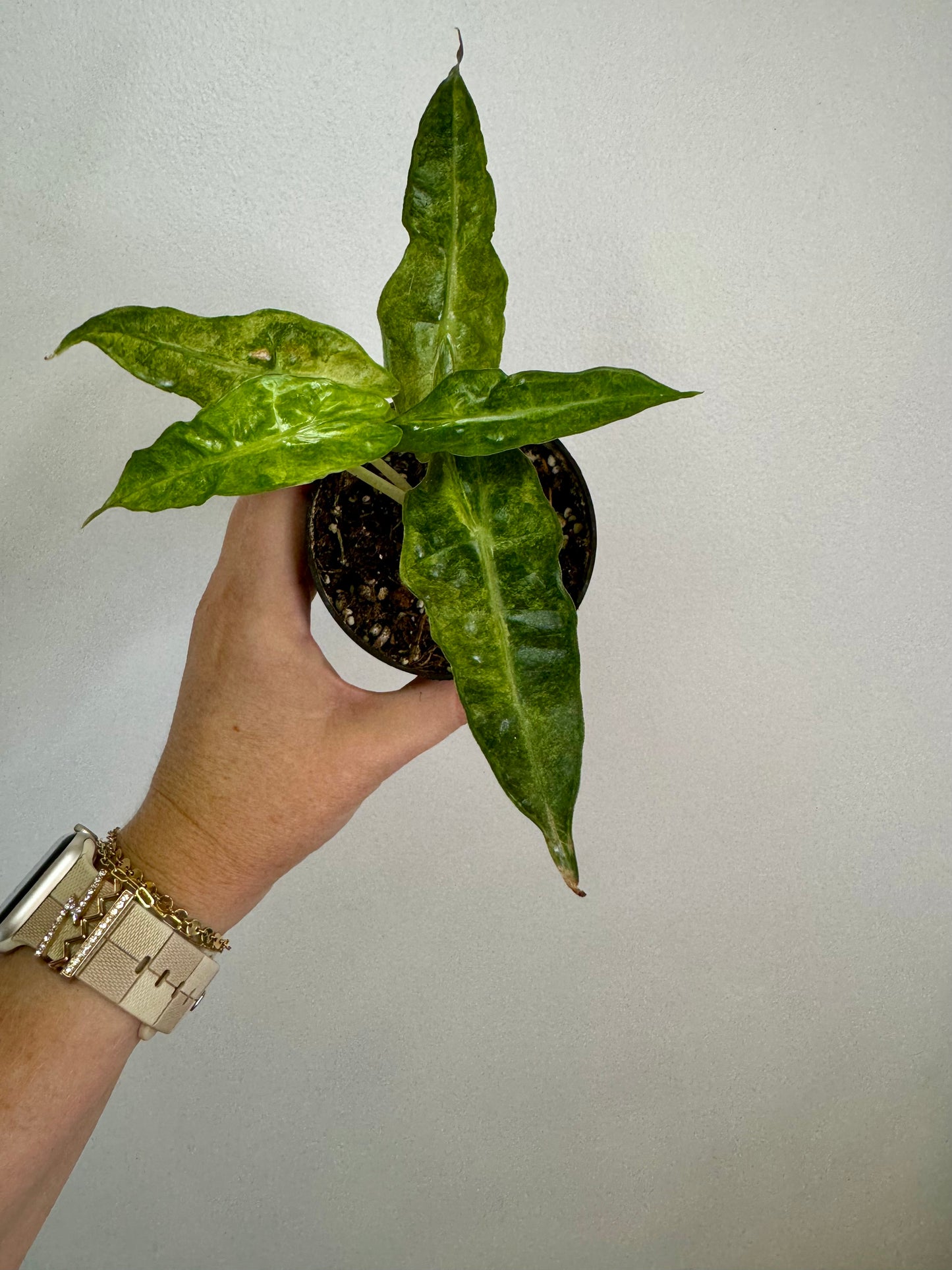 4" Alocasia Amazonica 'Polly' Variegated