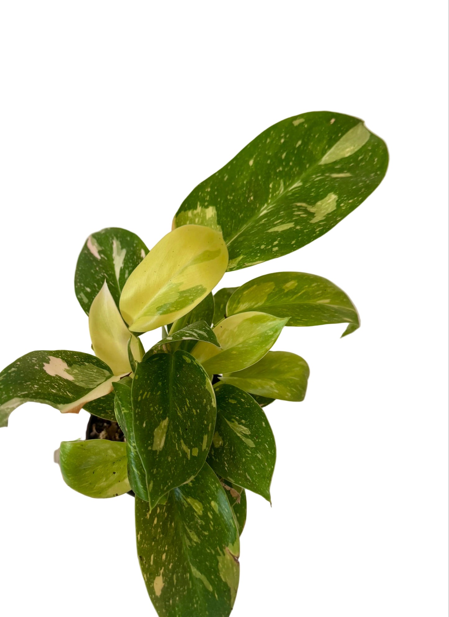 4” Philodendron Congo Nuclear Variegated