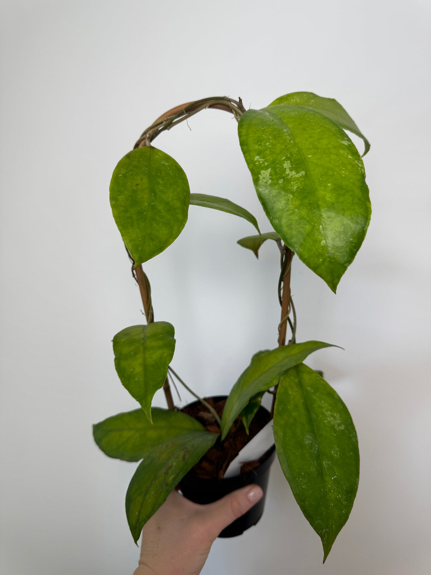 4" Hoya Finlaysonii ‘Chicken Farm’ on trellis