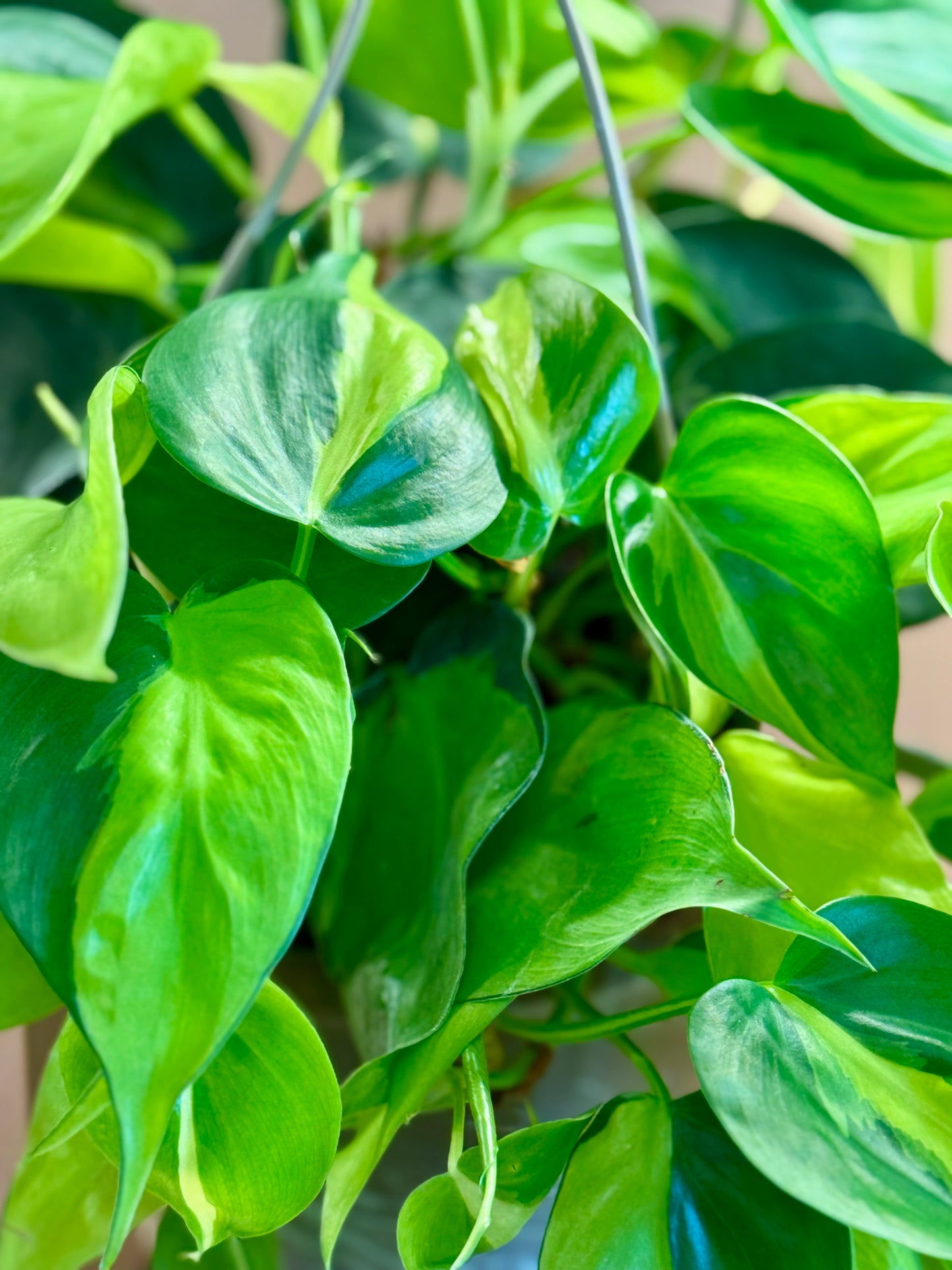 6” Philodendron Brazil