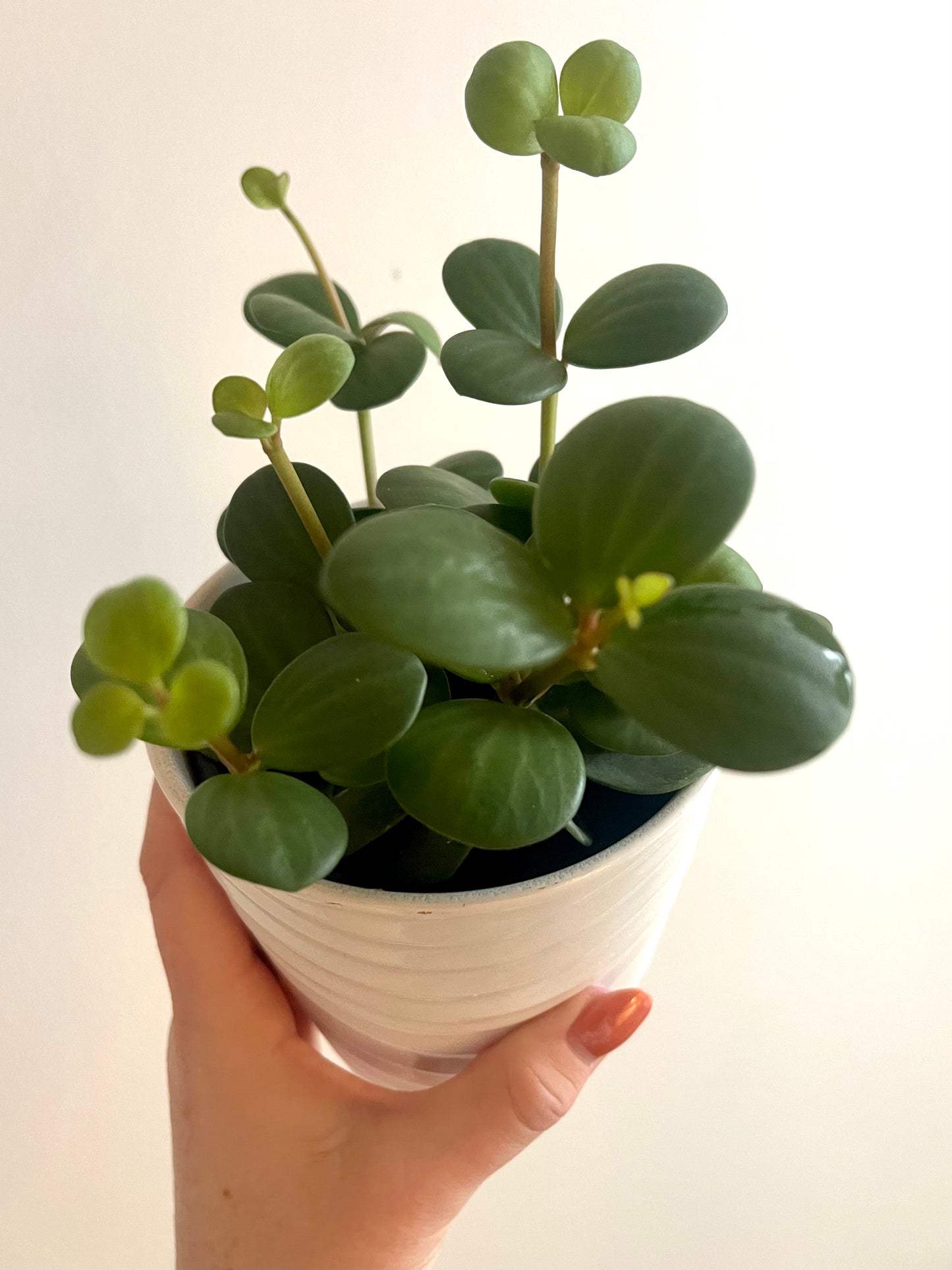 4” Peperomia Hope