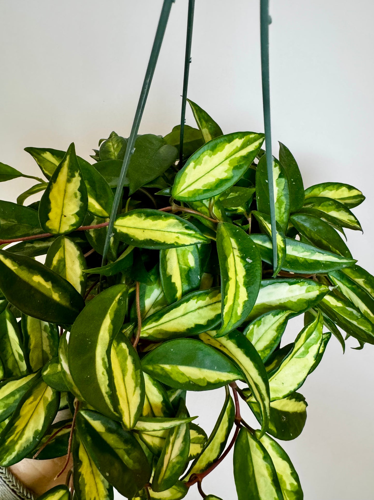 6" Hoya Krimson Princess