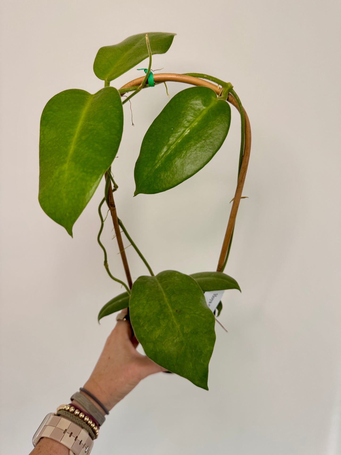 4" Hoya Calycina 'Stargazer' on Trellis