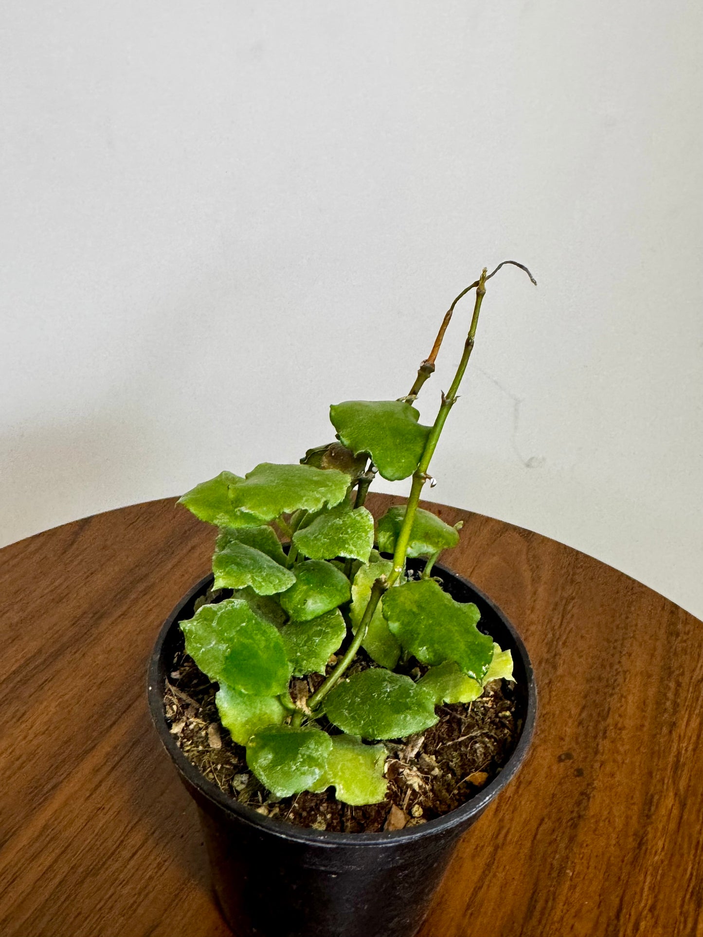 3" Hoya Endauensis