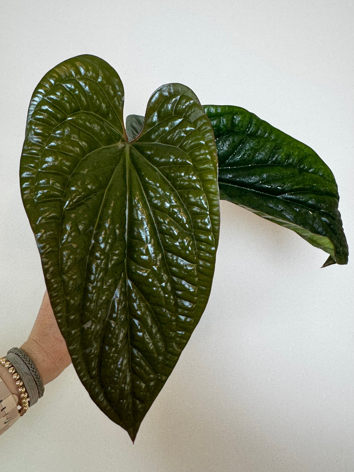 4.5” Anthurium Radicans