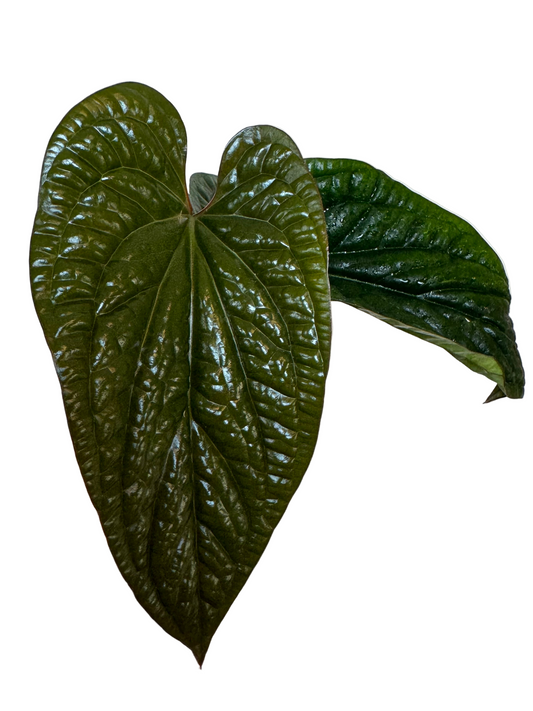 4.5” Anthurium Radicans