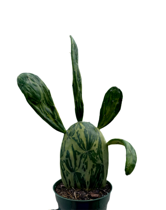 4” Opuntia Sunburst Cactus