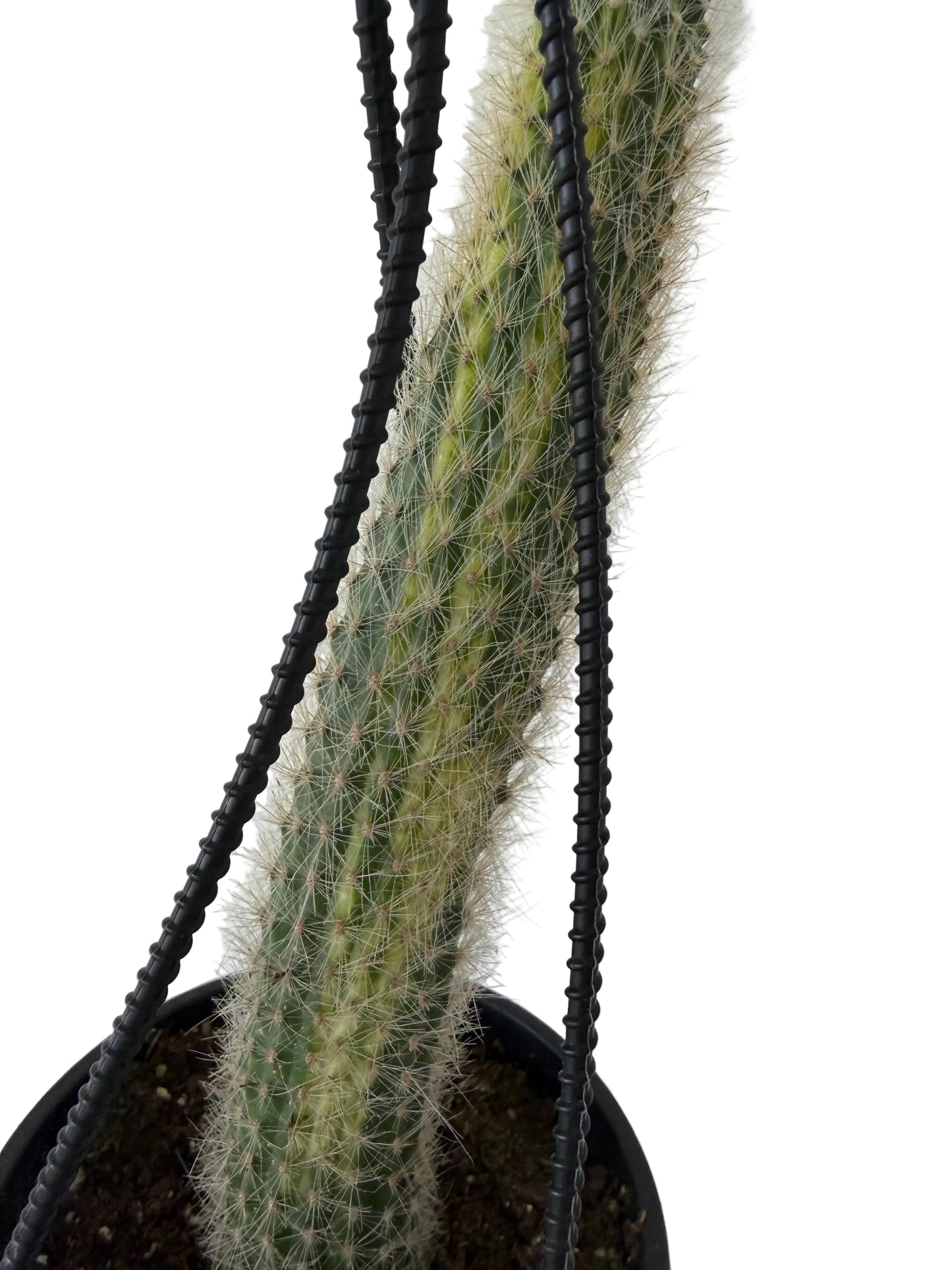 4” Monkey Tail Cactus Variegated