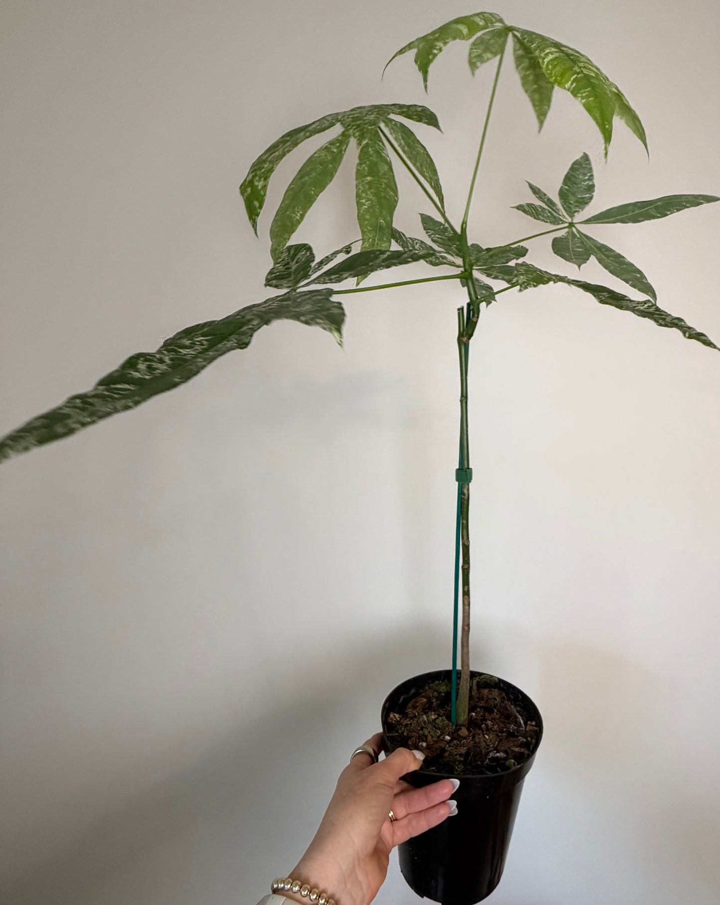 6” Money Tree Variegated