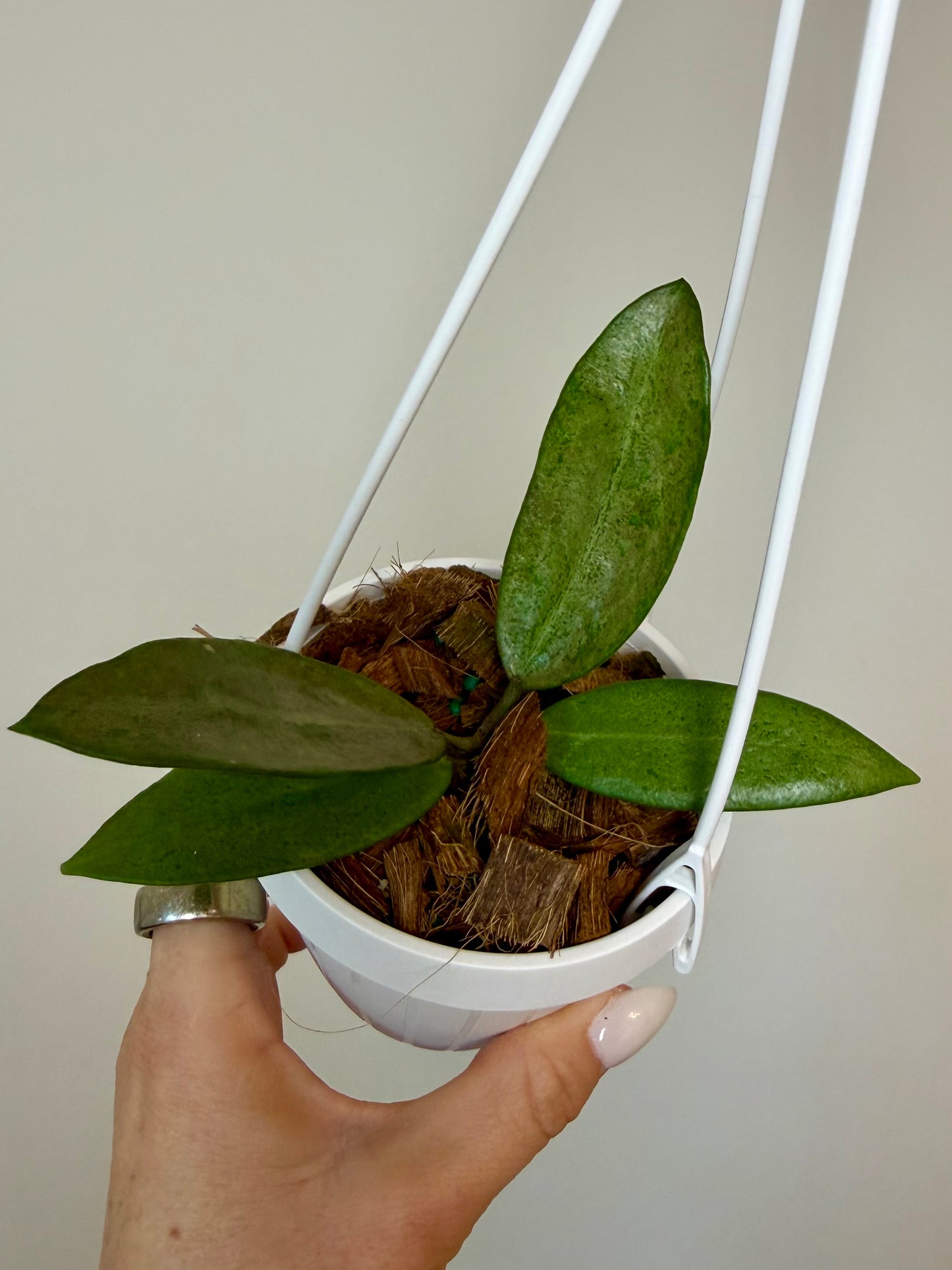 4" Hoya Silver Lady