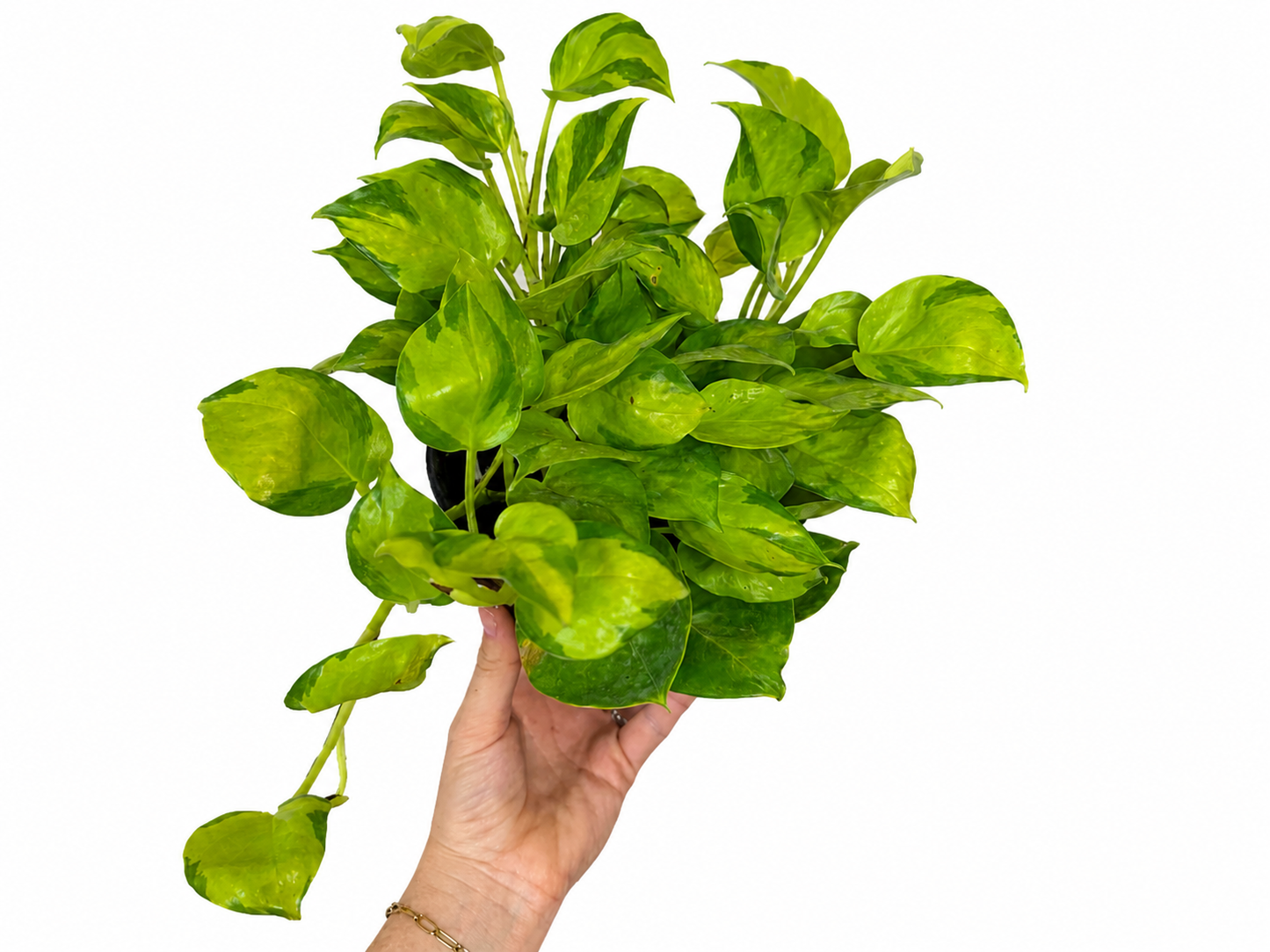 6" Neon Joy Pothos