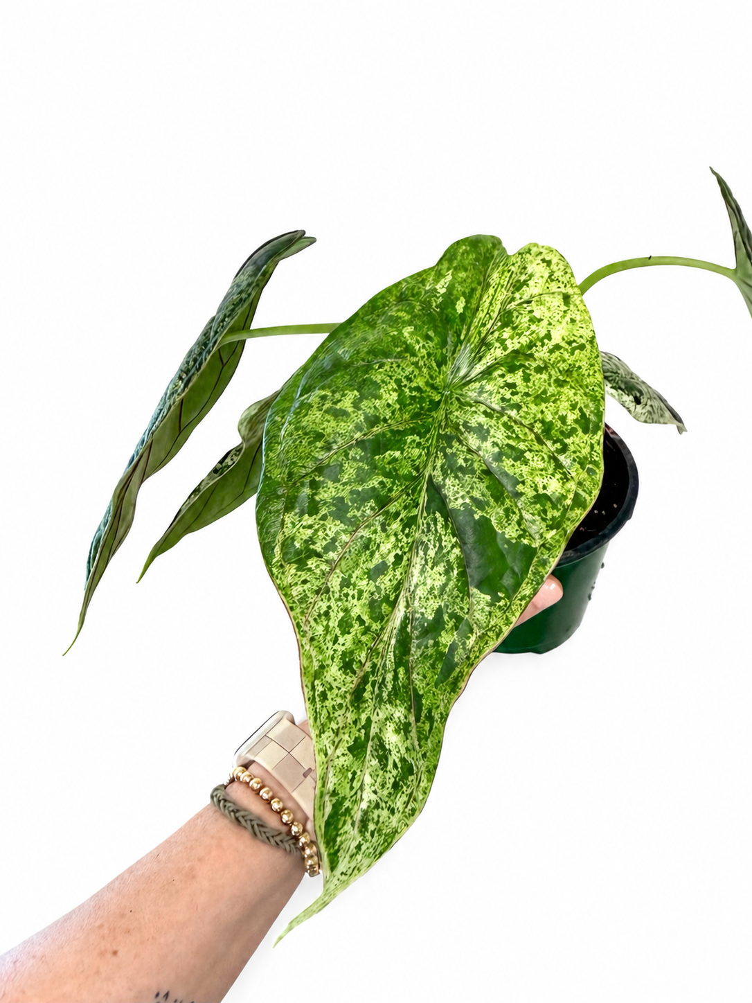 4” Alocasia Dragon Scale Mint Variegated