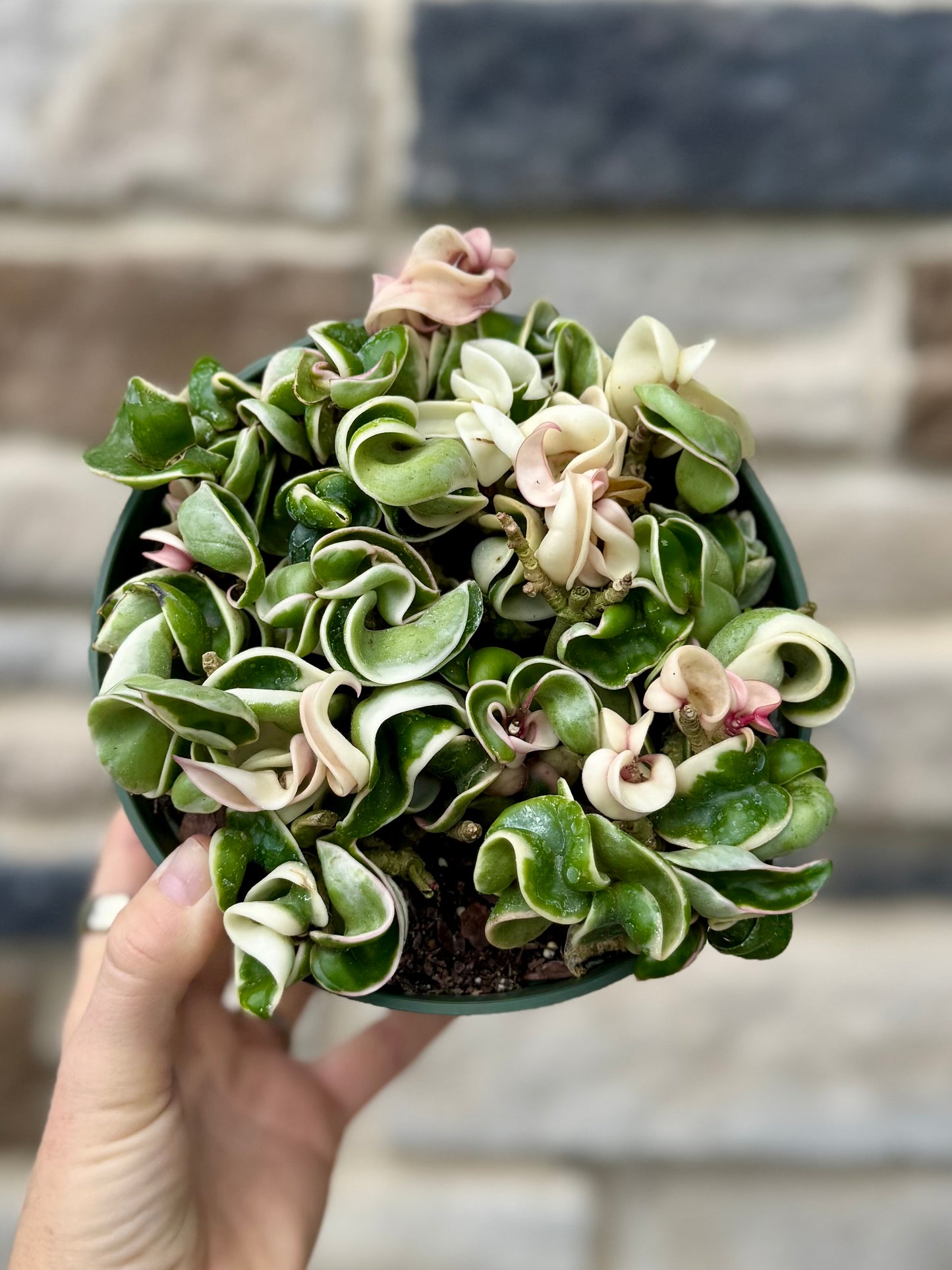 6” Hoya Compacta Variegated