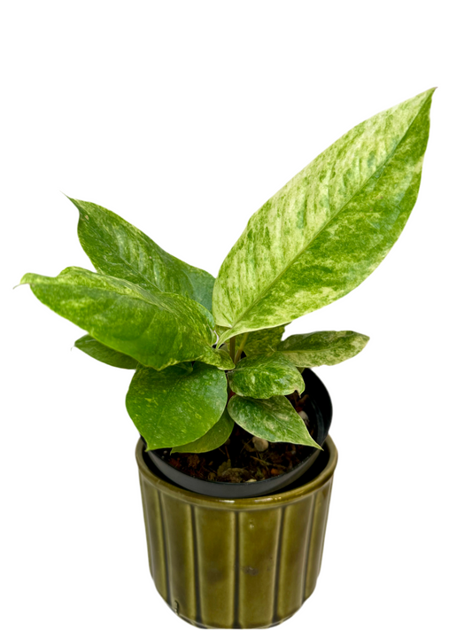 4" Anthurium Hookeri Variegated