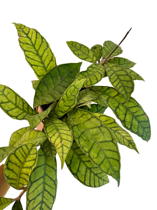 4" Hoya Callistophylla