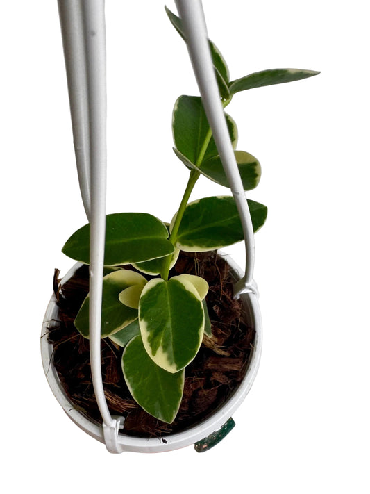 3” Hoya Cumingiana Albo Variegated