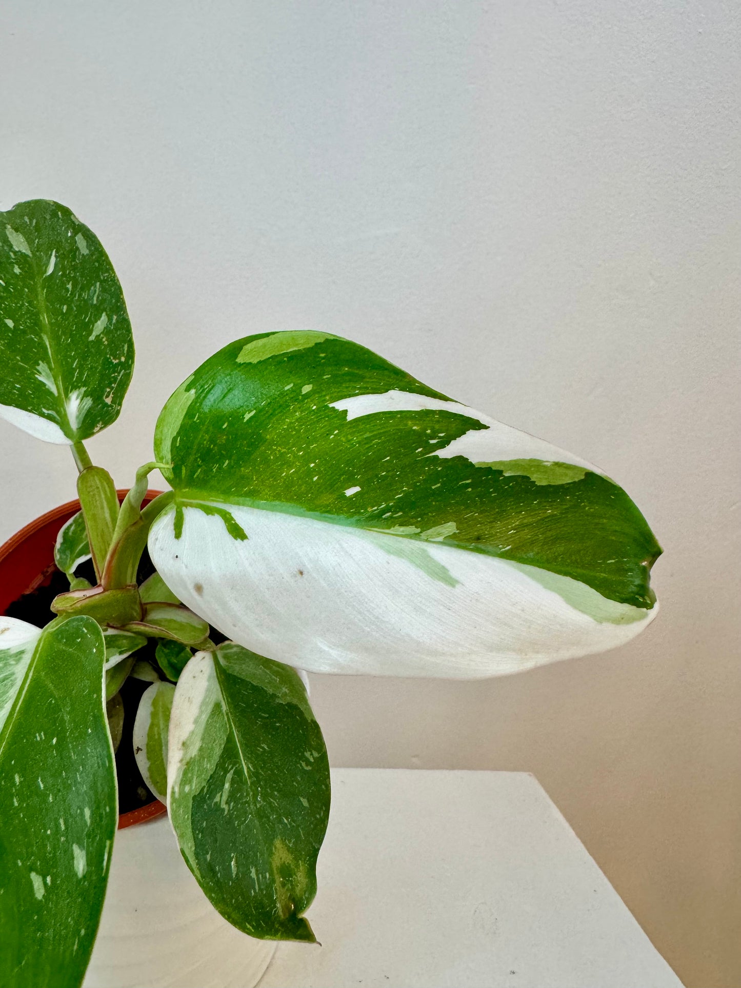4” Philodendron White Princess