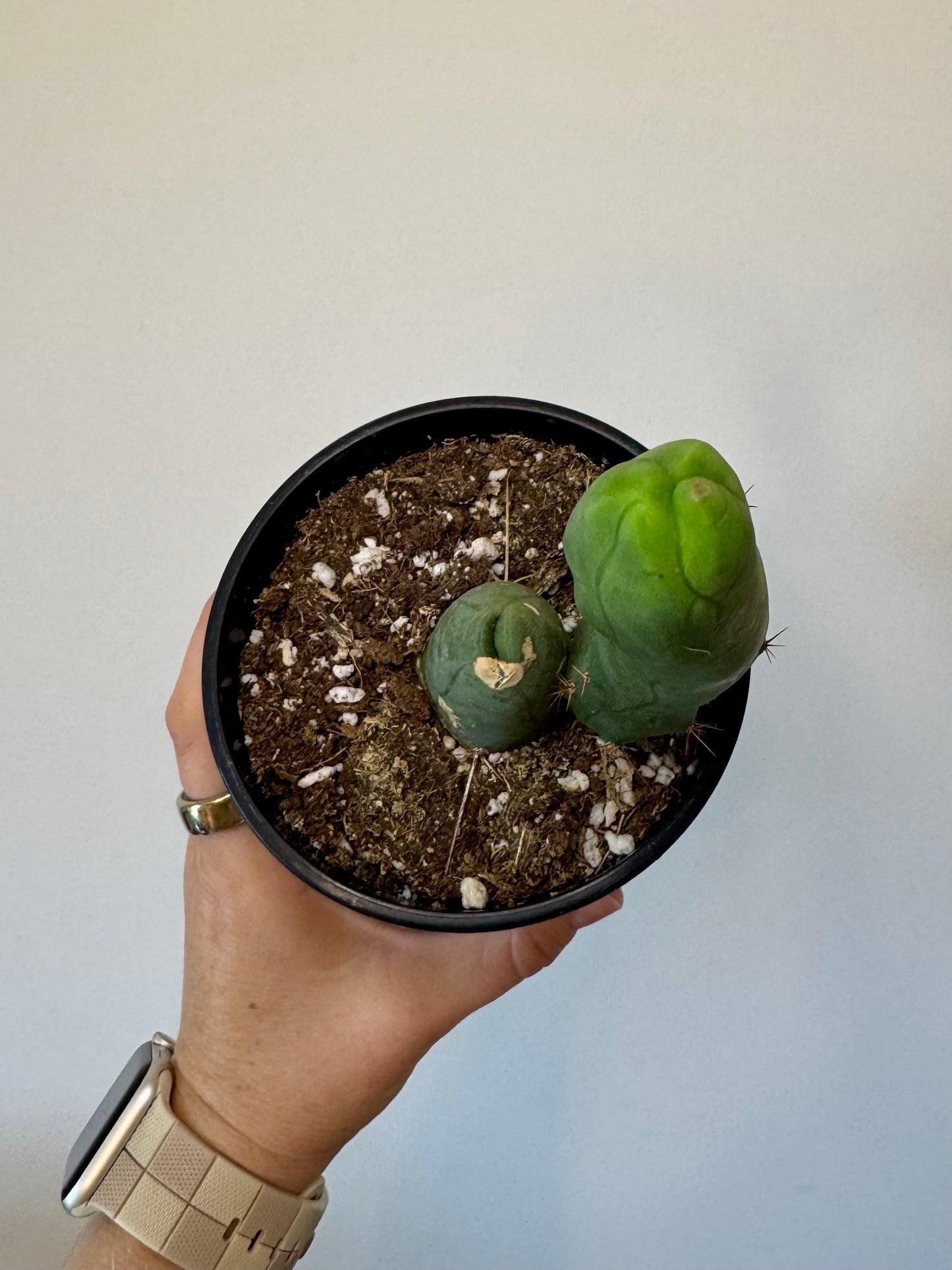 5" Trichocereus bridgesii monstrose ‘Inermis’ | 'PEN15 Cactus'