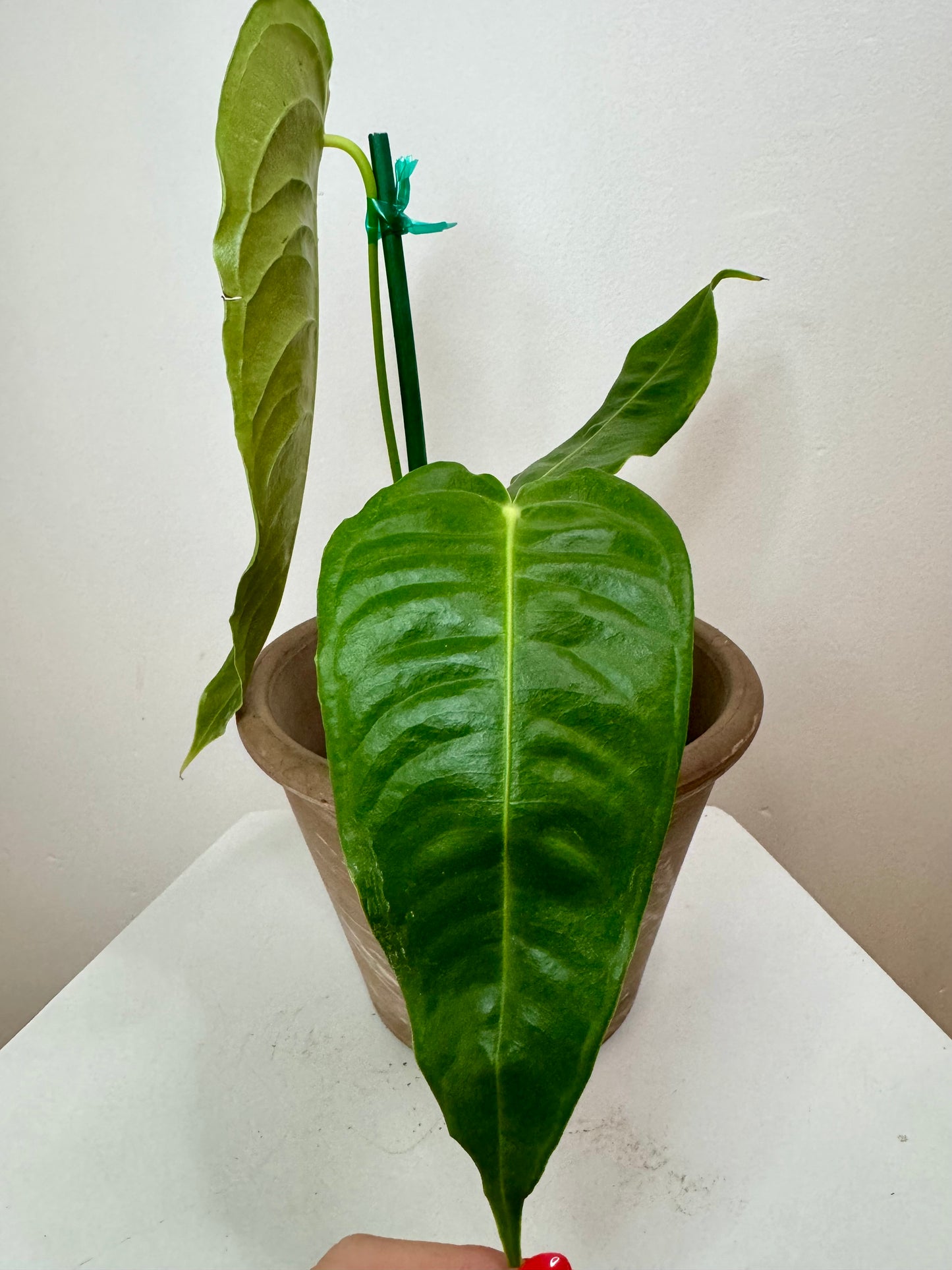 4.5" Anthurium Veitchii 'King'