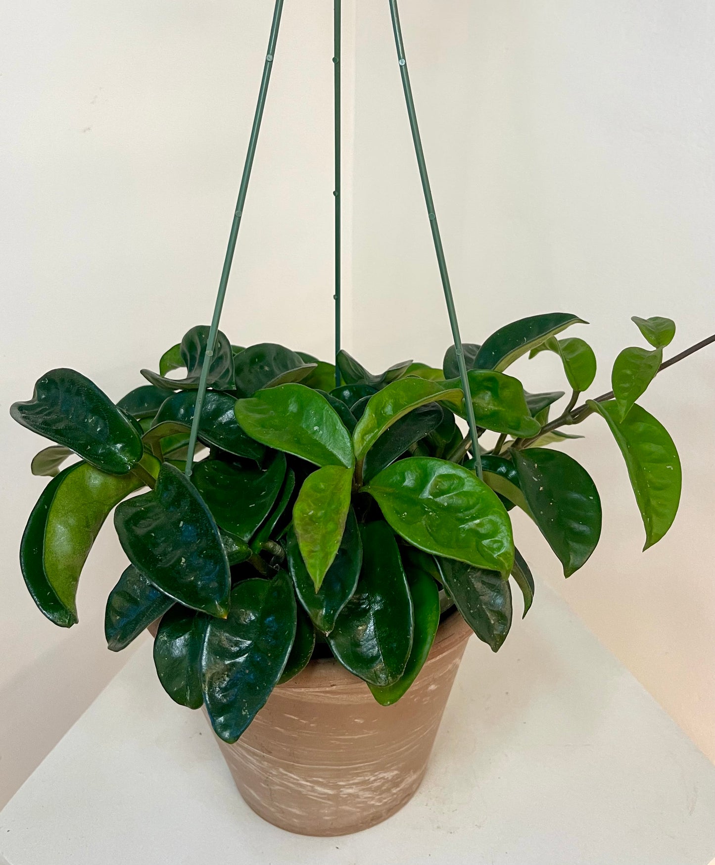 6” Hoya Carnosa ‘Krinkle’ XL