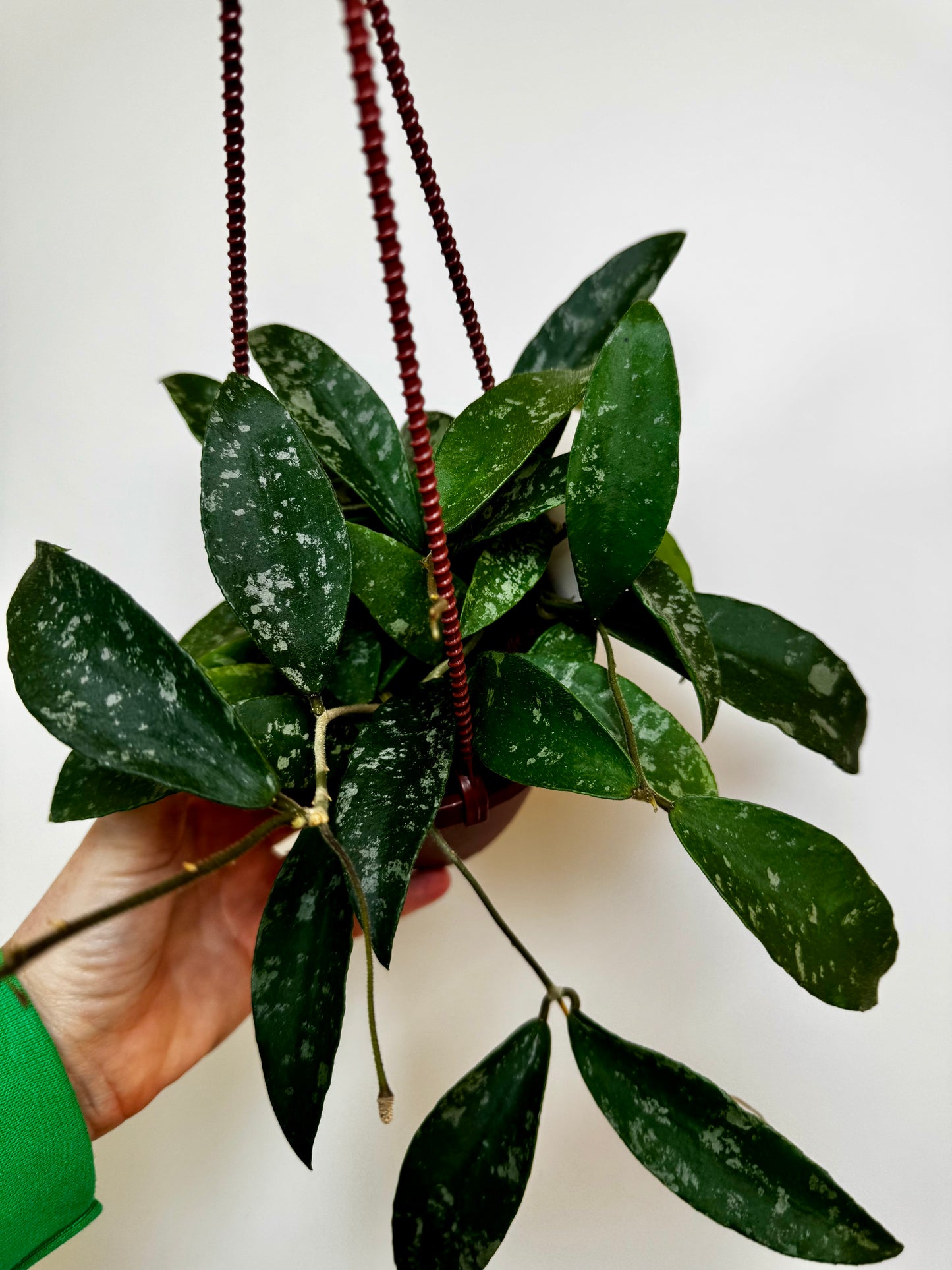 4" Hoya Phuwuaensis Splash