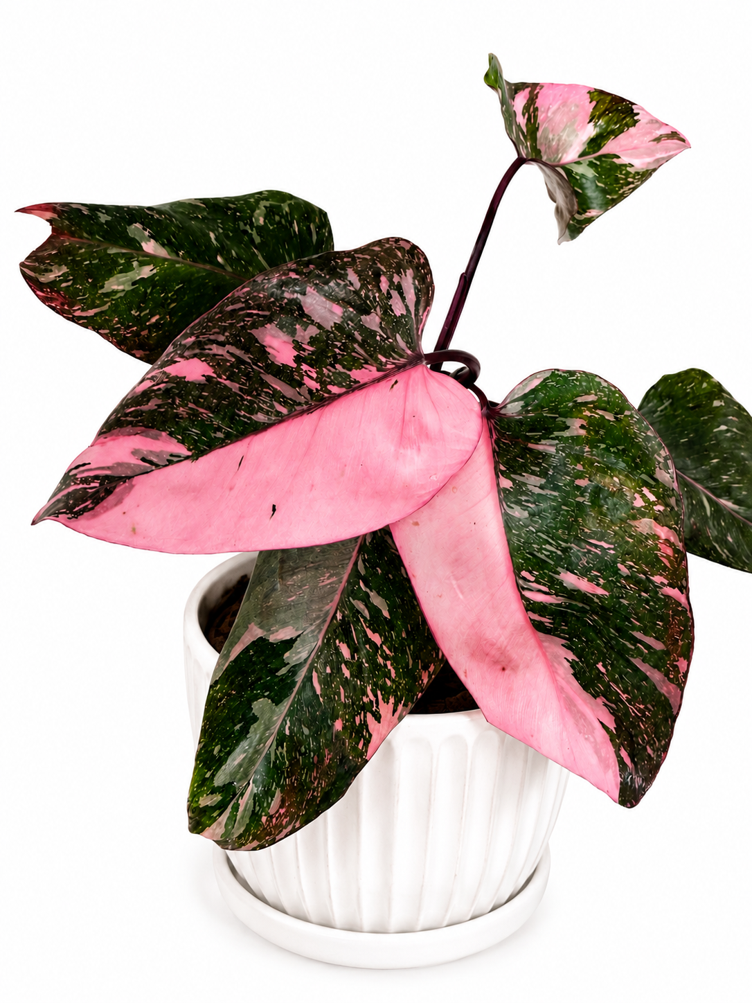 4” Philodendron Pink Princess 'Galaxy’ - HIGHLY variegated