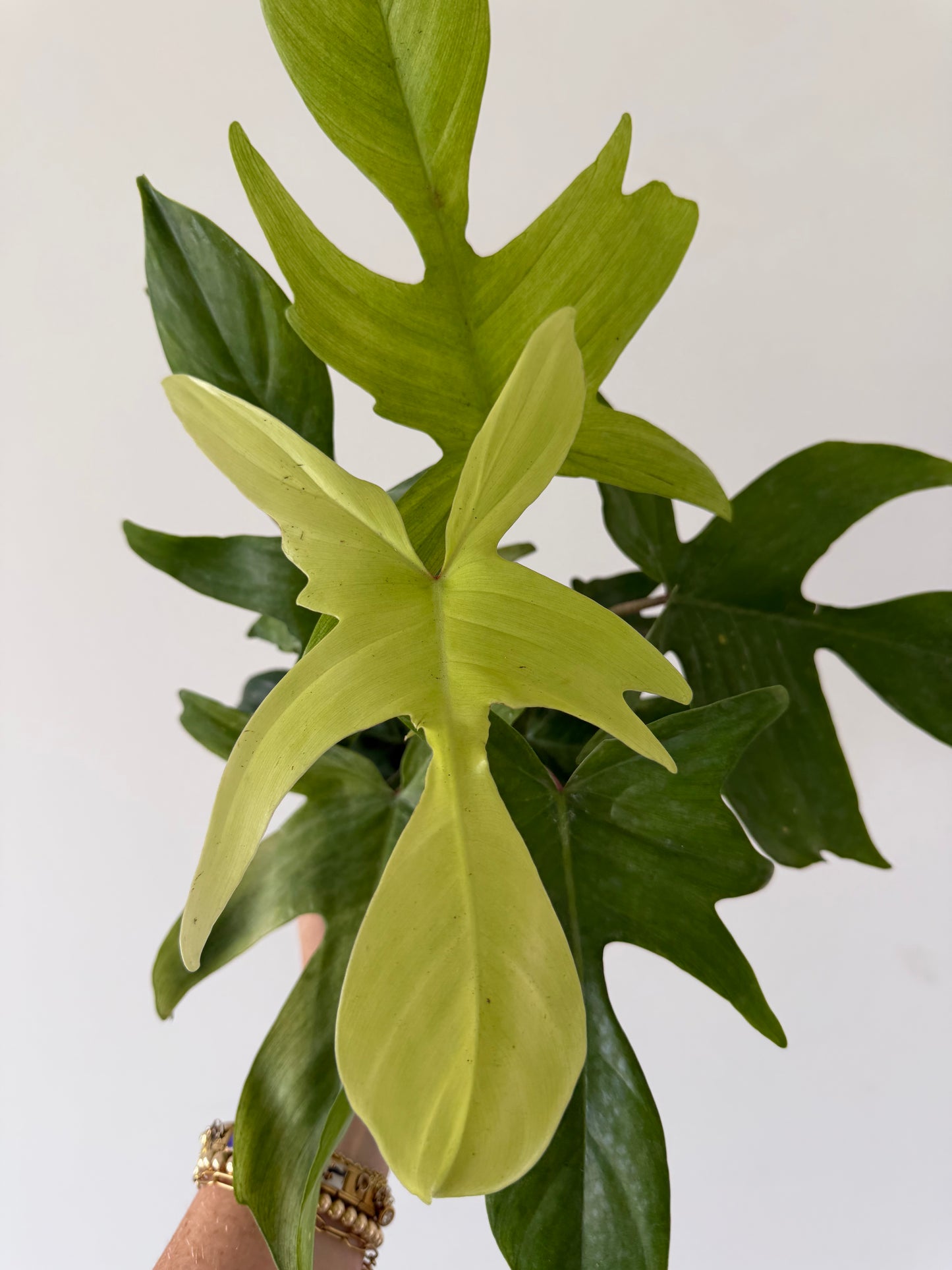 6” Philodendron Florida Ghost