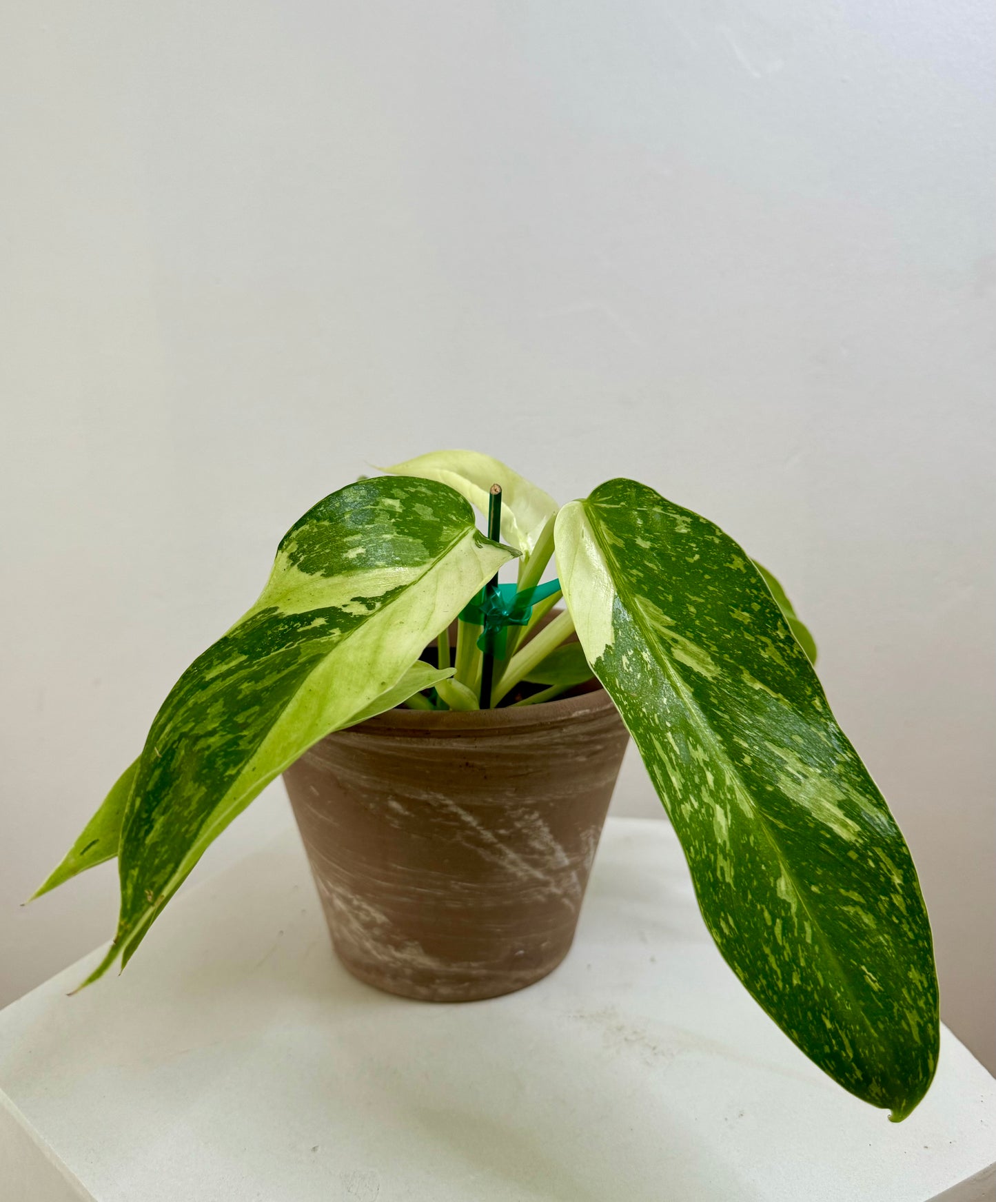 4” Philodendron Jose Buono - High Variegation