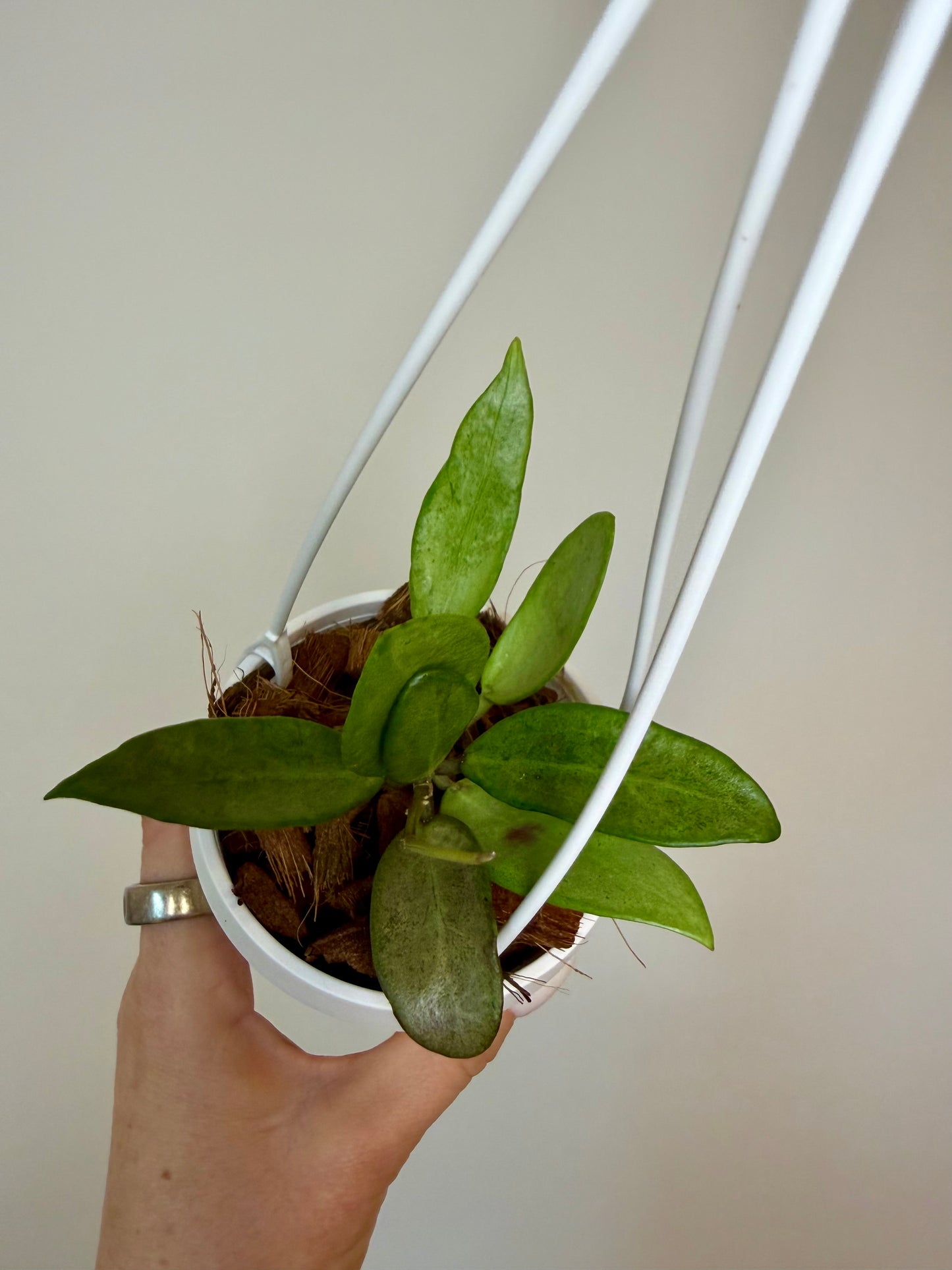 4" Hoya Silver Lady