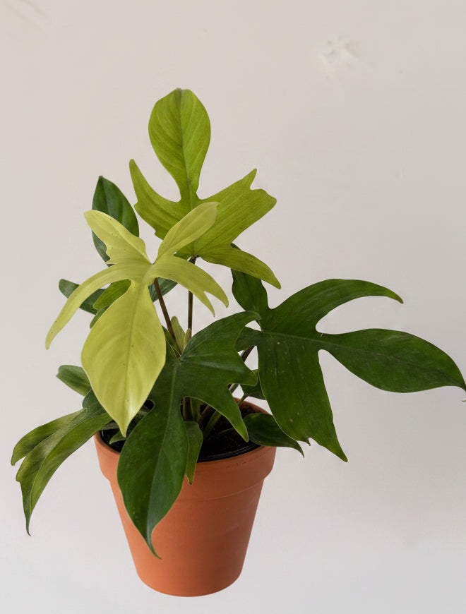 6” Philodendron Florida Ghost